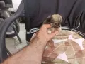 Продавам чихуахуа, снимка 13