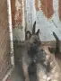 белгийски овчарки малиноа , снимка 4