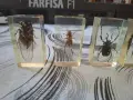 Насекоми изляти в смола, снимка 8