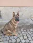 Малки немски овчарки!, снимка 8
