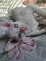 Коте Свинкс Флок , снимка 2