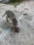 Кученца ваймаранер, снимка 6