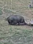 Виетнамски прасета , снимка 1