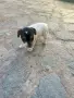 Джак Ръсел териер търси своят нов приятел, снимка 4