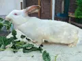 Продавам или заменям  зайци., снимка 15