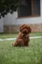Той пудел Toy poodle, снимка 3