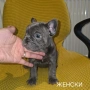 Френски булдог търси дом 🐾 Малки френски булдочета на 40 дни търсят своето  ново  семейство. , снимка 11