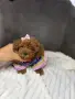 Той пудел момченца и момиченца
, снимка 4