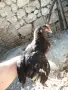 Продавам млади петлета, снимка 7
