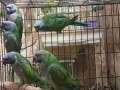 продавам папагали китаиски александар 2023 г 3 женски, снимка 6