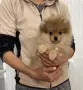 Померан померан , снимка 2