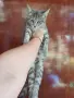 Женски котета търсят дом, снимка 7
