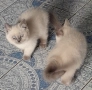 Котета Британска късокосместа , снимка 4