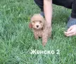 Той пудел момичета и момчета, снимка 5