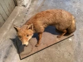 Продавам препарирана лисица, снимка 5