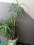 Продавам голямо растение Алое Вера, снимка 1 - Стайни растения - 29481183