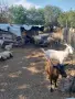 Продавам стадо овце, снимка 2