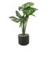Декоративна саксия с растение, Монстера, 15x60см, снимка 1 - Декорация за дома - 44160516