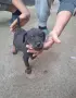 Кучета ягдтериери, снимка 1