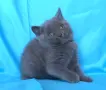 Чистокръвни Британски късокосмести котенца, снимка 4