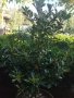 Японски чашкодрян, Euonymus japonicus, снимка 4