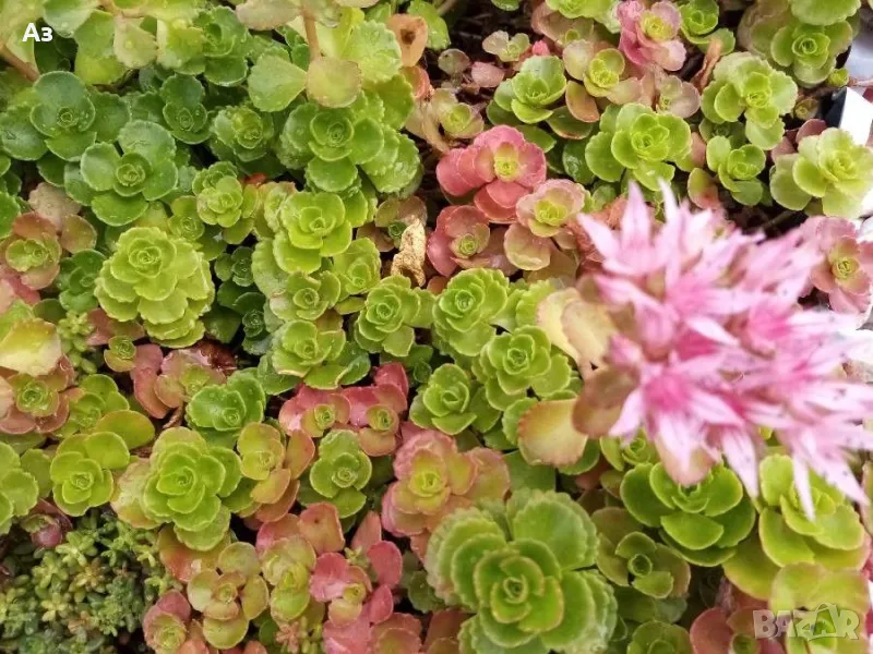 Продавам цветя Седум спириум - подходящ за алпинеуми, снимка 1