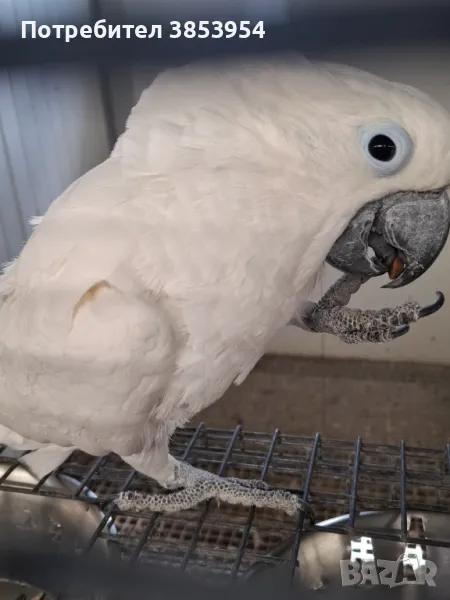 Какаду Алба - мъжки, снимка 1