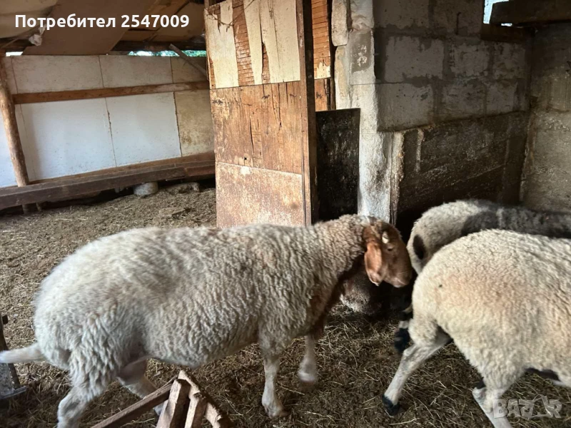 Коч аваси, снимка 1