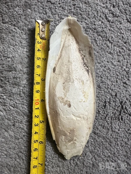 Сепийна кост , снимка 1