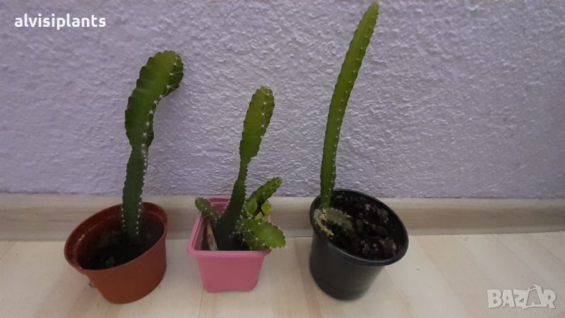 Драконов плод Питахая растение в саксия, снимка 1