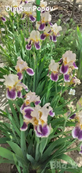 Перуника -Ирис, снимка 1