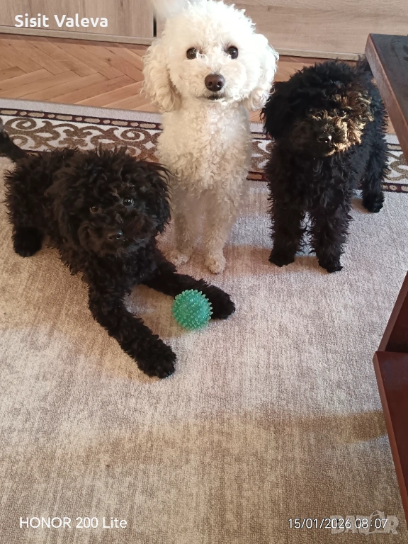 Той пудел куче, снимка 1