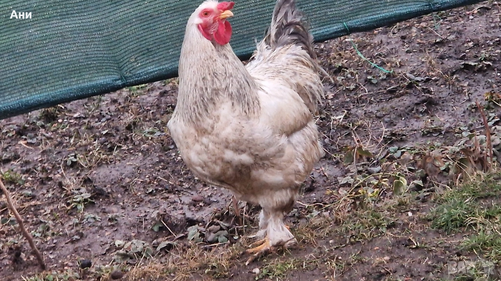 Едър петел в  София, излюпен Юли 2025, снимка 1