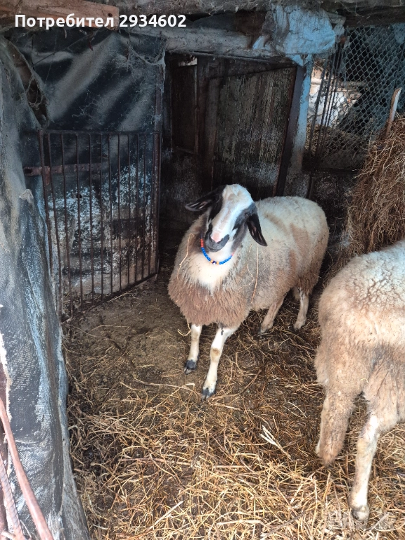 Продавам мъжко шиле, снимка 1