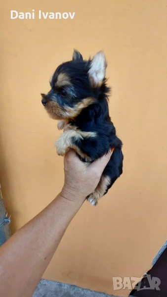 йоркширски териер мини, снимка 1