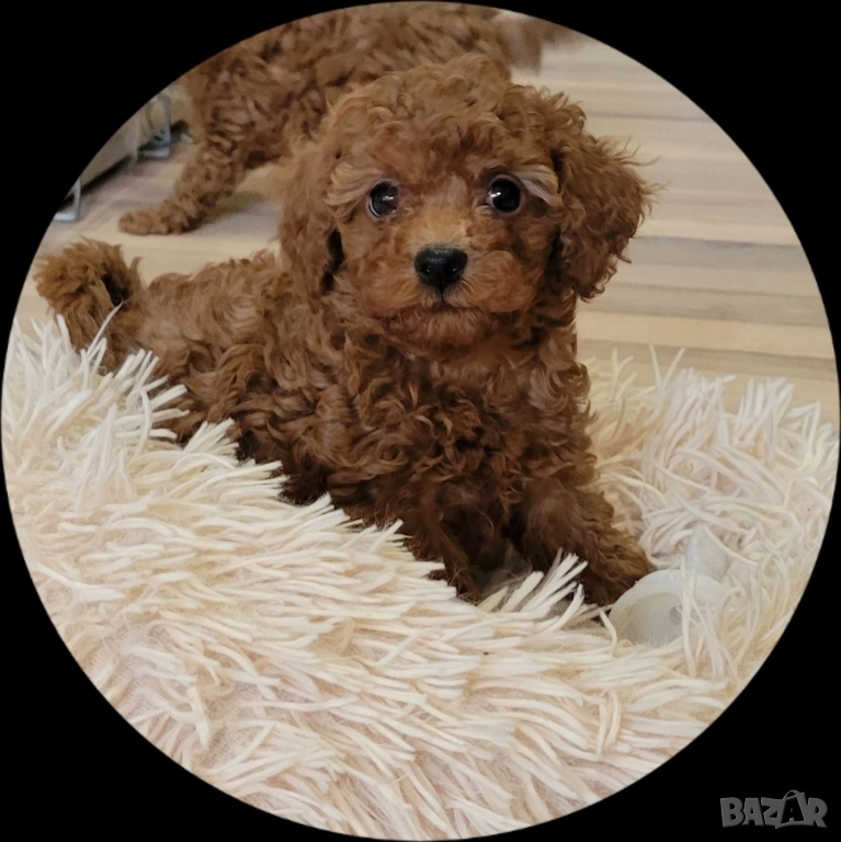 Пудел /Мини пудел , снимка 1