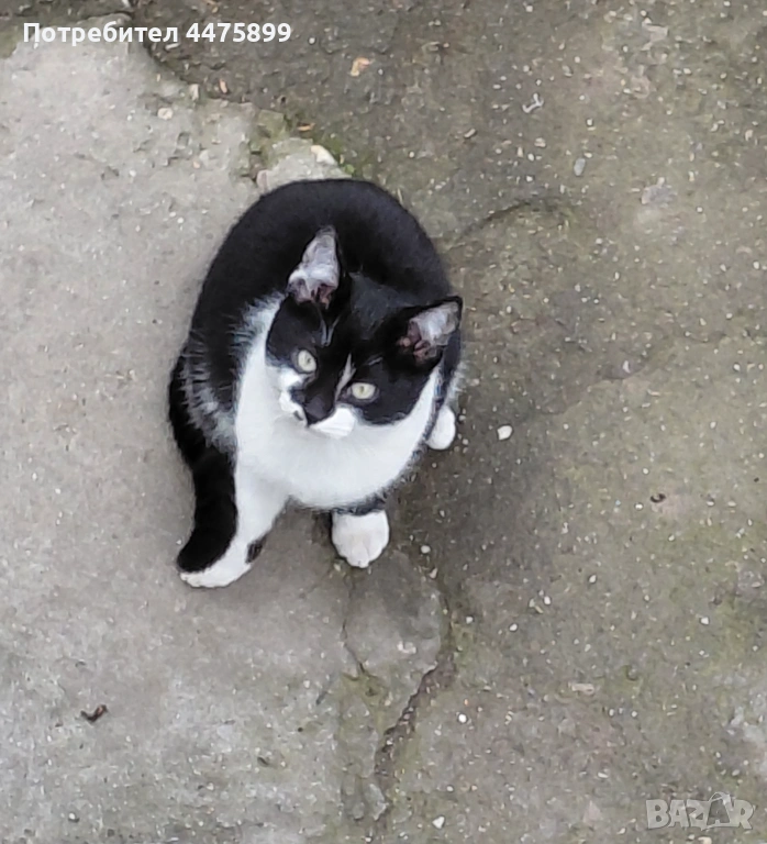 Подарявам коте на добър стопанин, гр. Елин Пелин, снимка 1