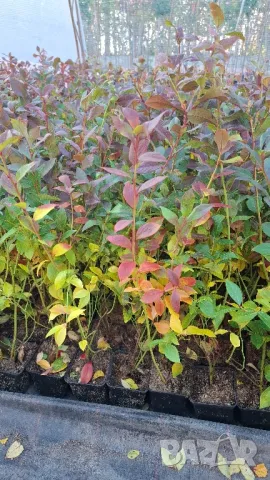 Разсад Американска боровинка в саксия , снимка 3 - Градински цветя и растения - 30488135