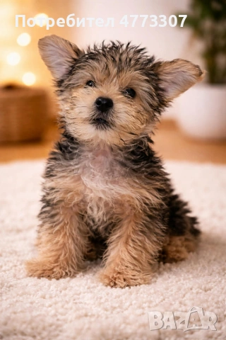 ЙОРКШИРСКИ ТЕРИЕРИ, снимка 3 - Йоркширски териер - 53929989