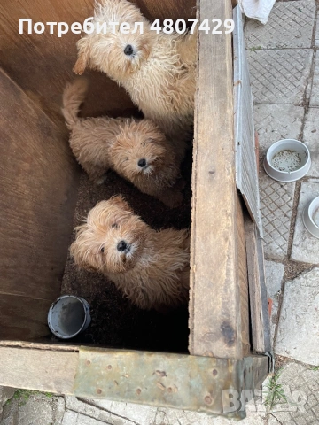 Продавам кученца порода Пудели, снимка 6 - Пудели - 54309387