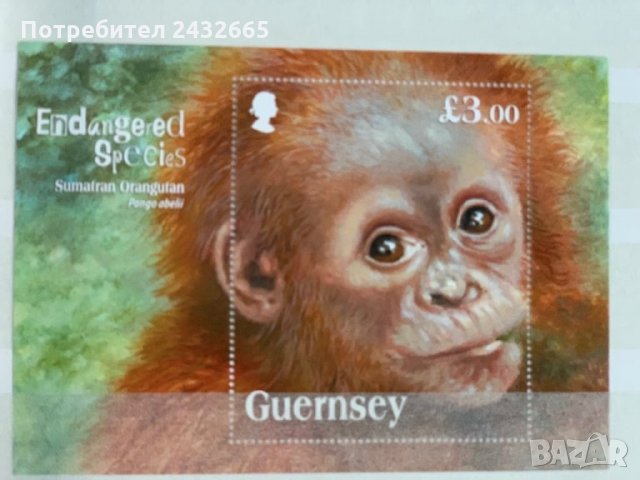290. Гърнси 2014 =  “Фауна. Застрашени видове: Орангутан от остров Суматра”,**,MNH 
