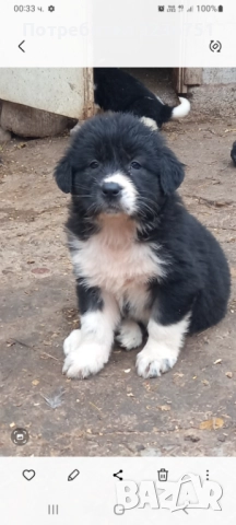 Българско овчарско куче , снимка 8 - Каракачанска овчарка - 52644548