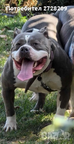 Американско Були Хл/American Bully XL , снимка 5 - Питбул - 52325603