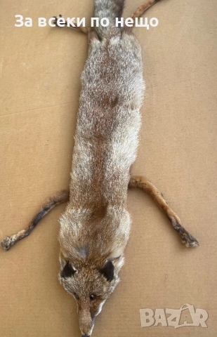 Препарирана лисица, снимка 11 - Други - 54350684