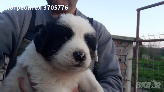 Каракачански кутраци, снимка 6 - Каракачанска овчарка - 49937653