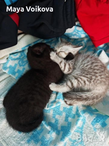 Прекрасни британчета, снимка 14 - Британска късокосместа - 52978517