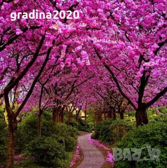 Див рожков (Cercis siliquastrum) Дърво на Юда, снимка 3 - Разсади - 49944845