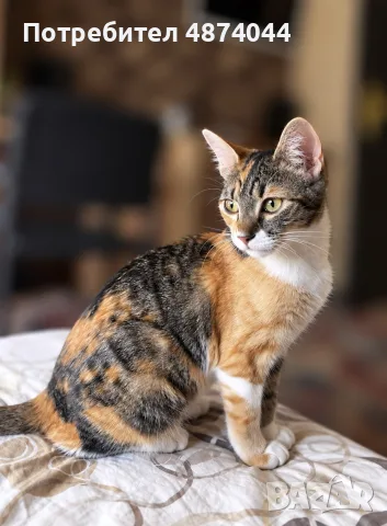 Подарявам котенце , снимка 2 - Други - 56336164