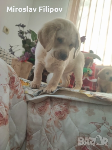 Лабрадор 2-мъжки 2-женски , снимка 10 - Лабрадор ретривър - 52869132