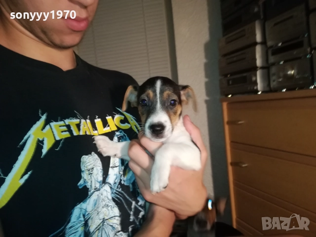 КУЧЕНЦЕ ДЖАК РЪСЕЛ 250ЛВ С ВАКСИНА И ПАСПОРТ 2310251706, снимка 10 - Джак ръсел териер - 52157021